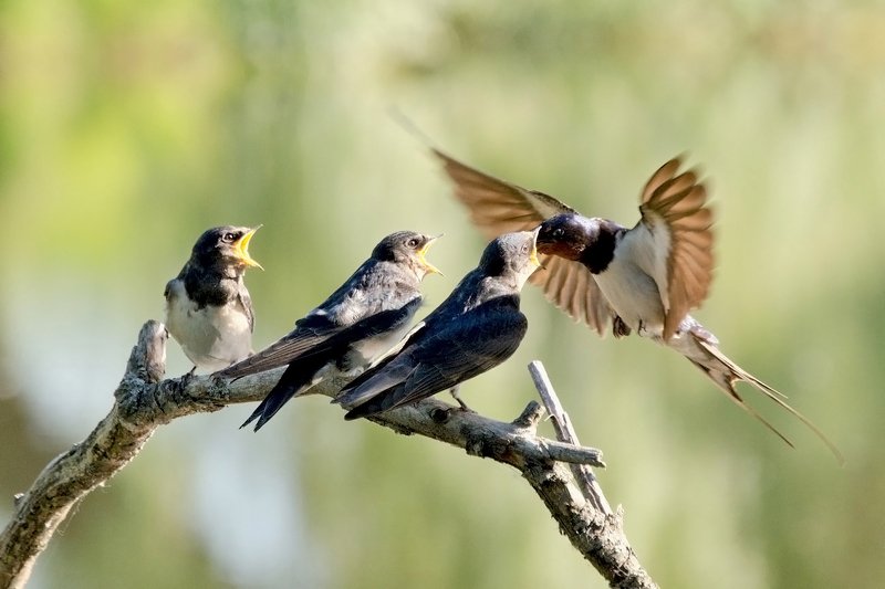 Служба срочной доставки фото превью