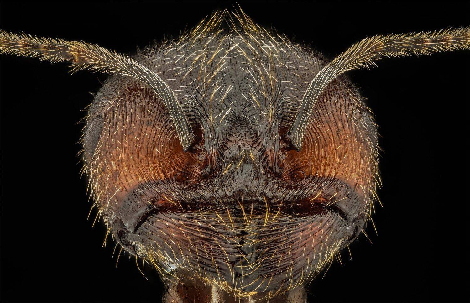 ceclii, macro, extrememacro, nikon d3400, semiplan 6.3, Tsvetan Ganev