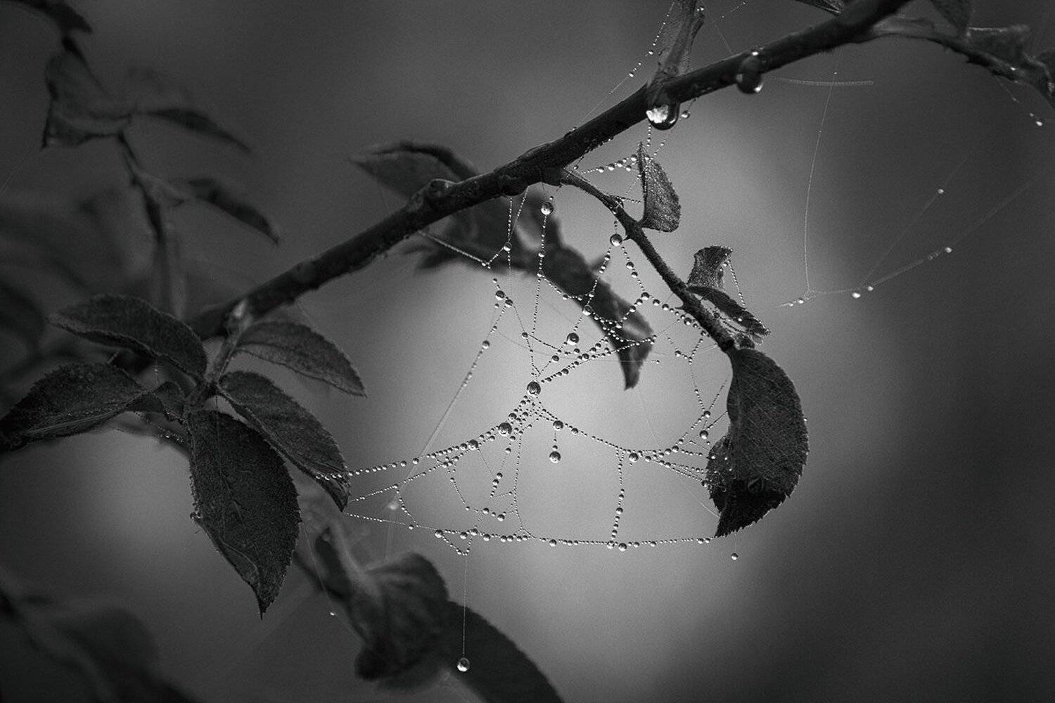 canon 55-250, beautiful, красивый, moment, момент, nature, природа, осенний, autumn, осень, black and white, чернобелая, monochrome, монохром, monoart, bw, droplets, капельки, капли, dew, роса, cobweb, паутинки, fog, туман,, Наталья Терентьева