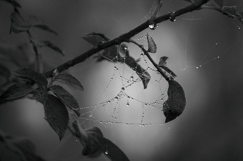 canon 55-250, beautiful, красивый, moment, момент, nature, природа, осенний, autumn, осень, black and white, чернобелая, monochrome, монохром, monoart, bw, droplets, капельки, капли, dew, роса, cobweb, паутинки, fog, туман, Кристально-хрустальные капельки осени… фото превью