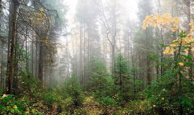 Настроение недели... фото превью