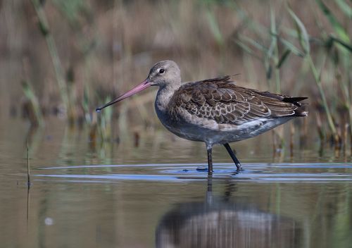 Black-tailed godwit