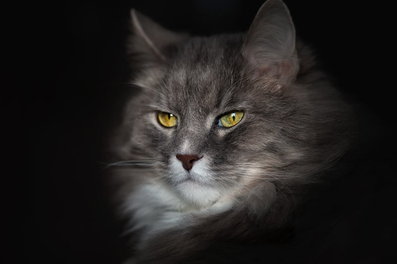 Леся фото превью