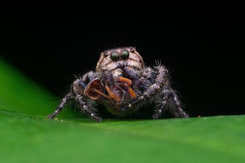 Jumping Spider with Kill