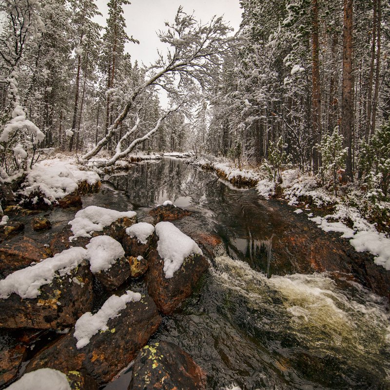 Колыбельная засыпающему лесу ... фото превью