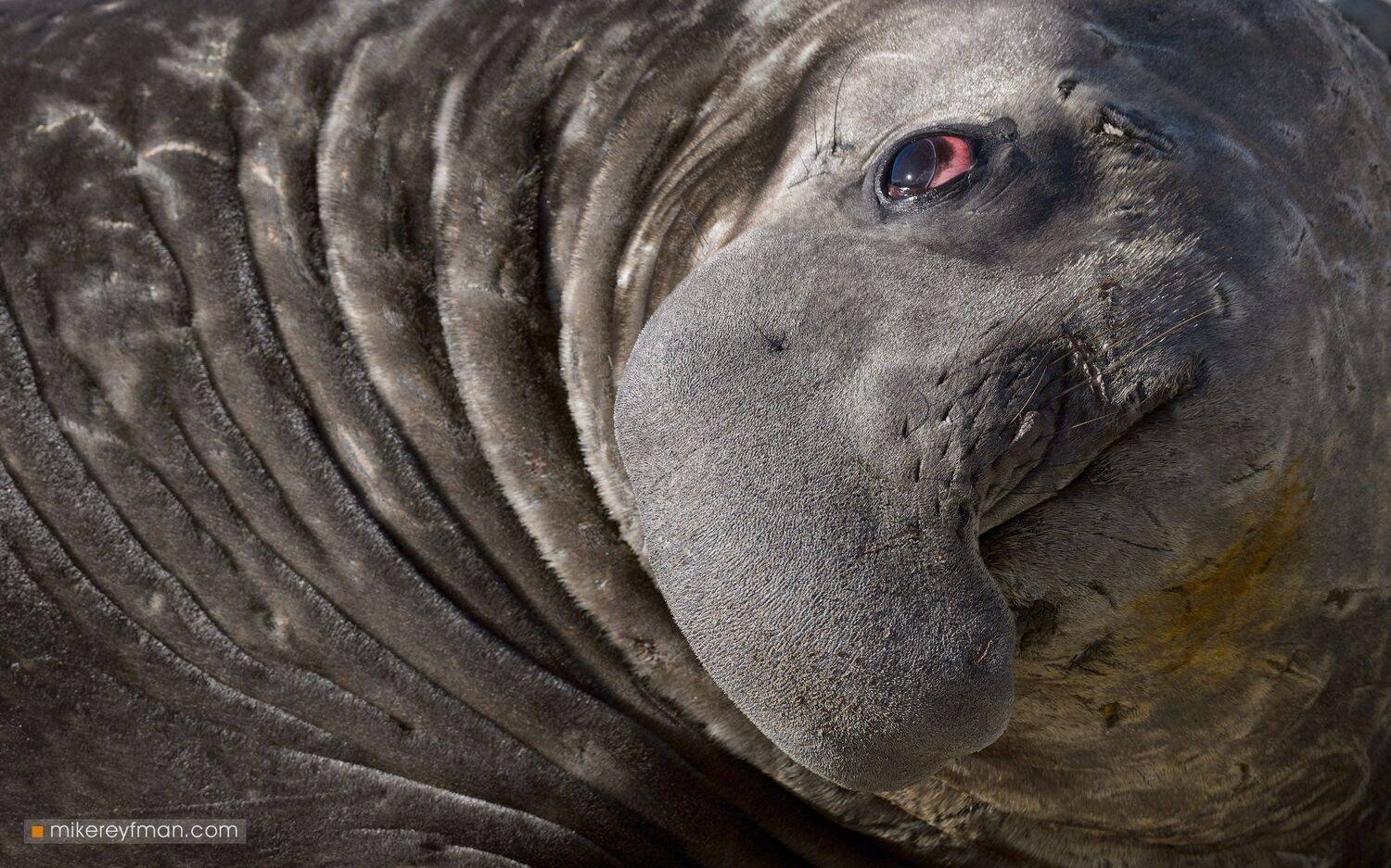 falkland island, islas malvinas, king penguin rockhopper penguin, elephant seal, magellanic penguin, macaroni penguin, gentoo penguin, black-browed albatross, southern giant petrel, Майк Рейфман