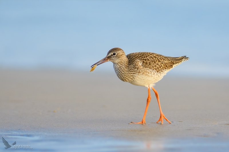 Krwawodziób, Common Redshank (Tringa totanus) ... 2019r фото превью