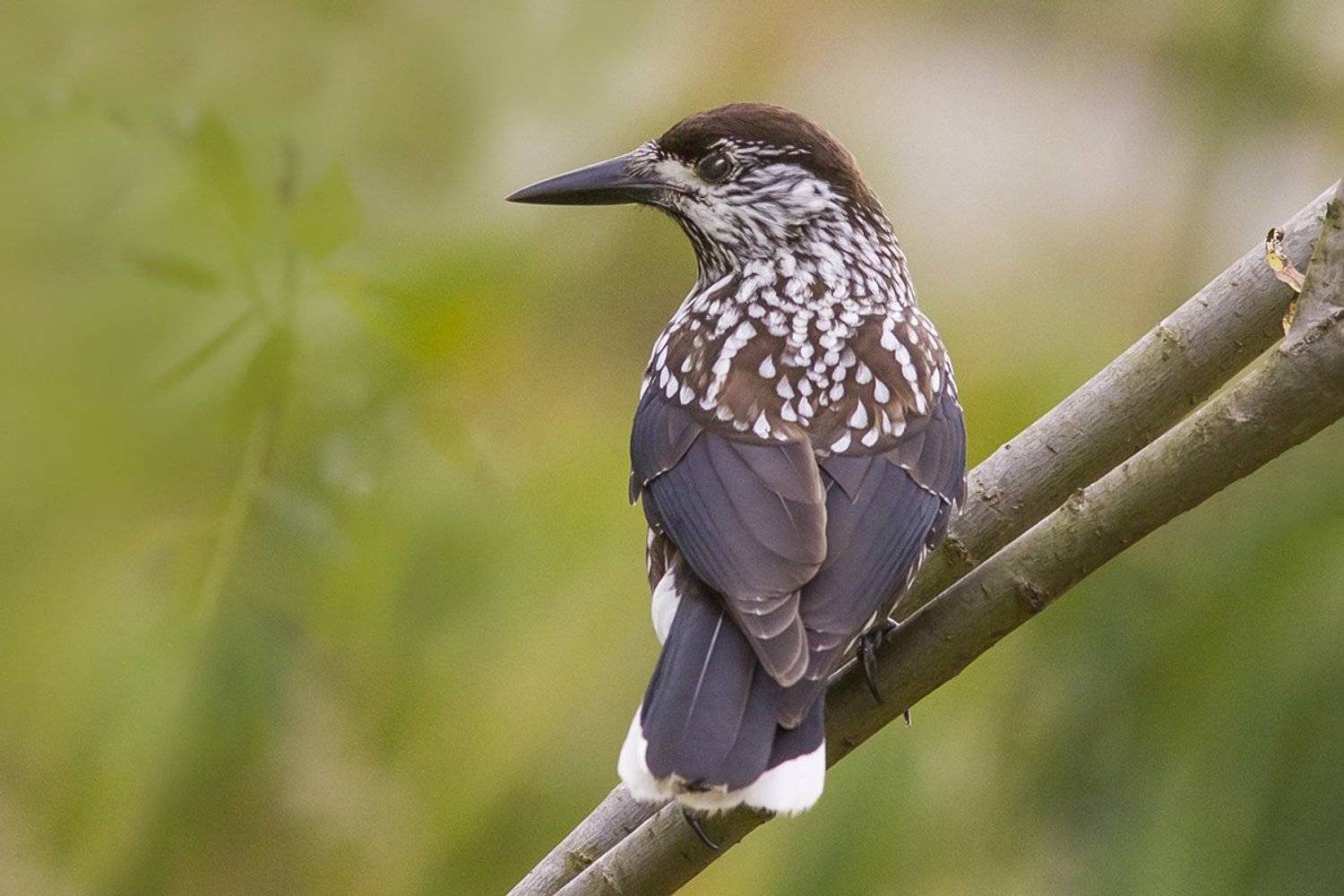 птица, кедровка, пролёт, Наталия Сытина