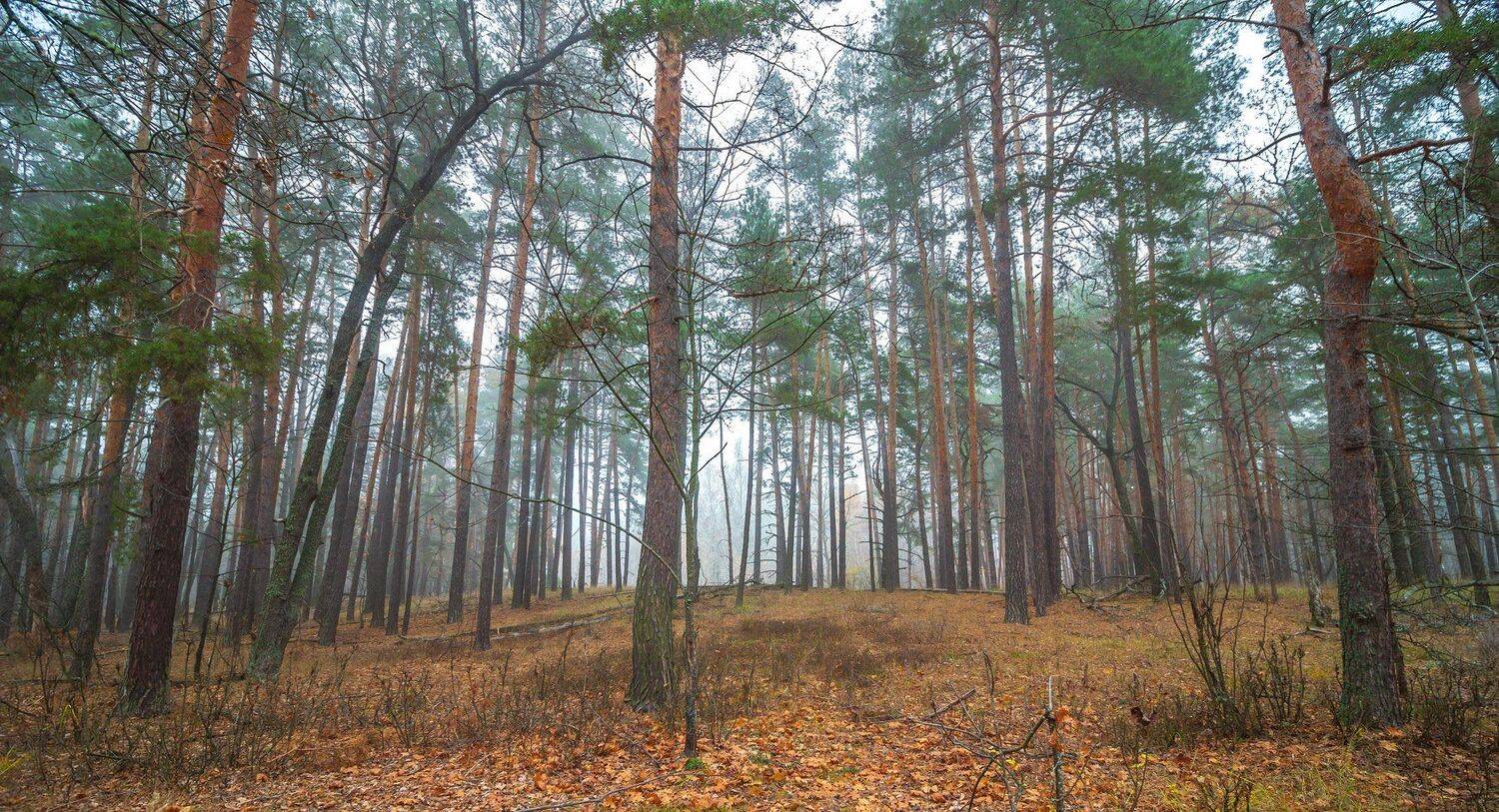 туман, сосны, осень, лес, заповедник, Руслан Востриков