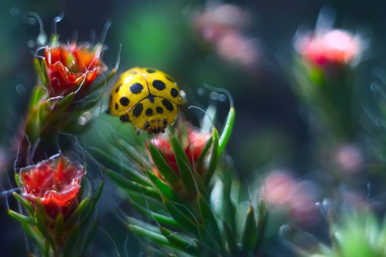 , Алёна Сурнина