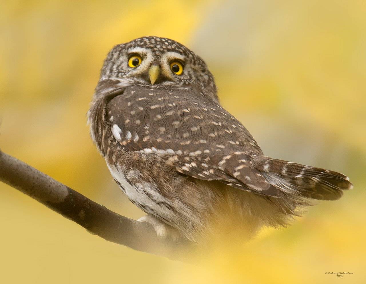 , Валерий Субачев