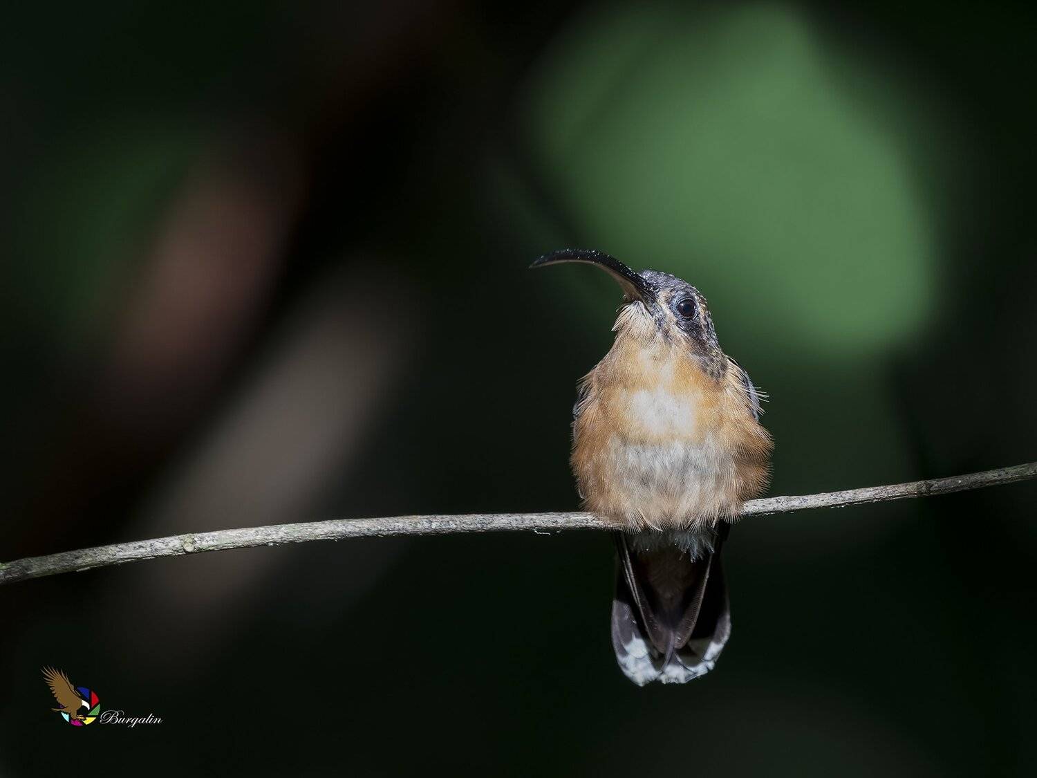 , Fernando Burgalin Sequeira