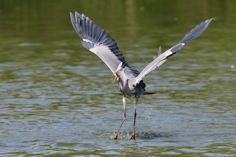 птицы birds Ardea cinerea фото превью