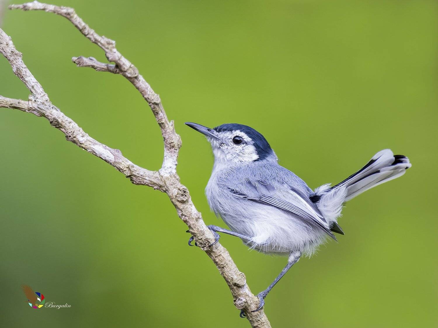 , Fernando Burgalin Sequeira