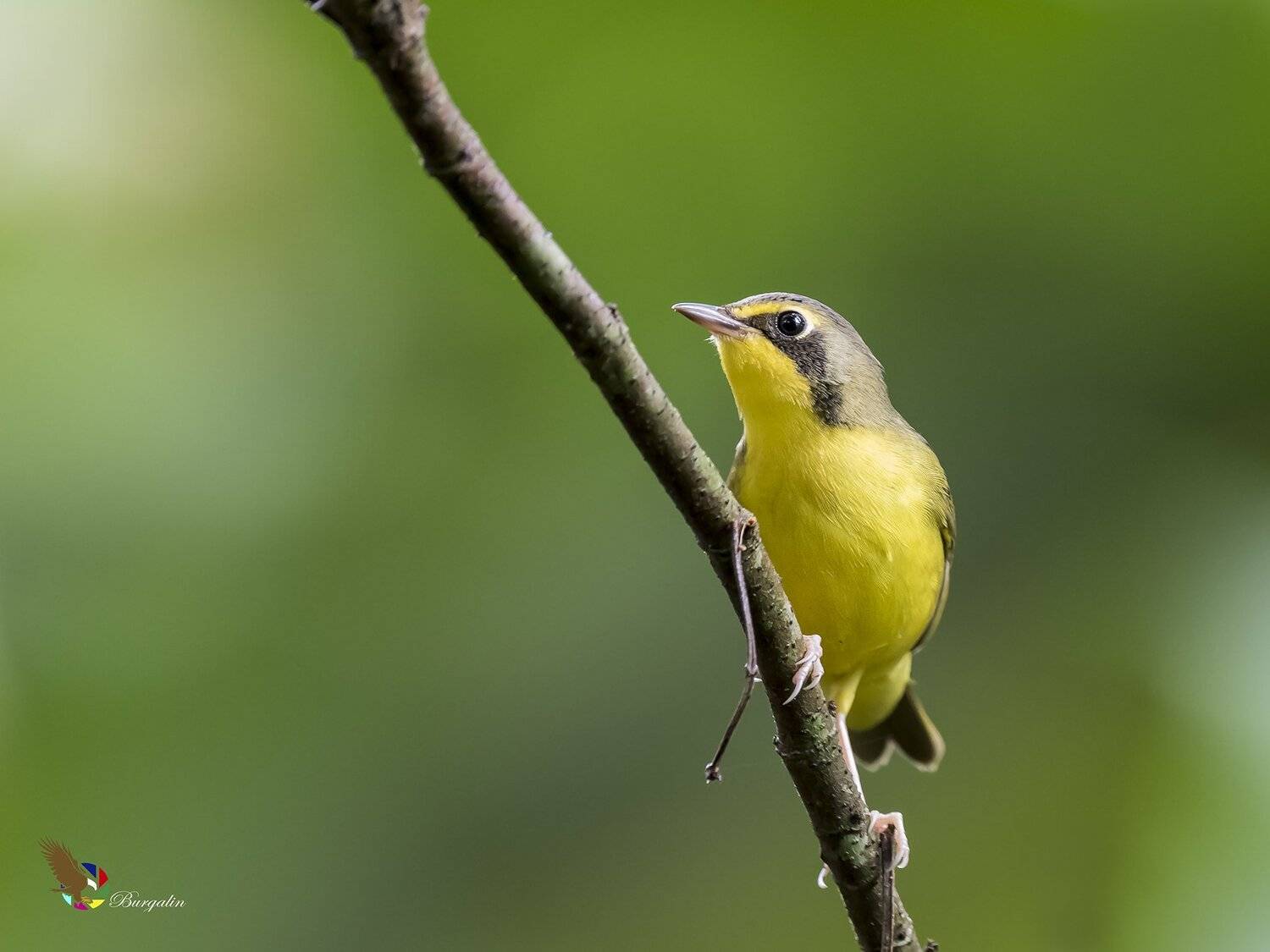 , Fernando Burgalin Sequeira