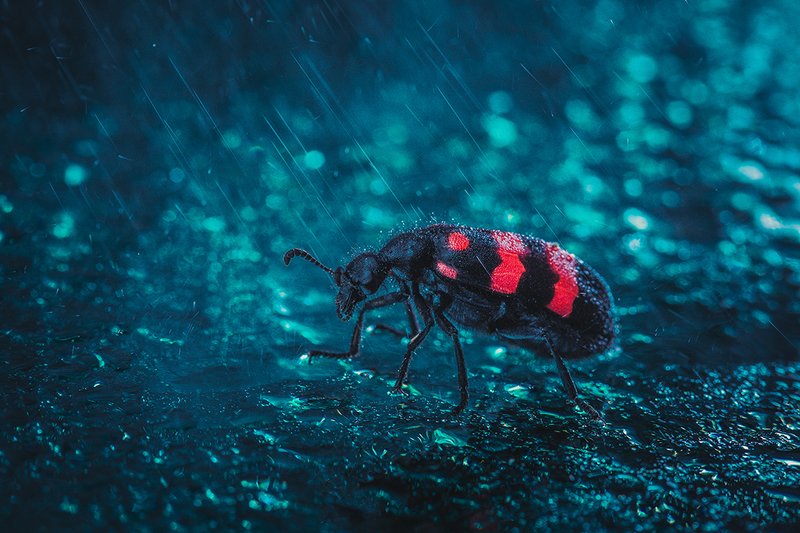 insect фото превью