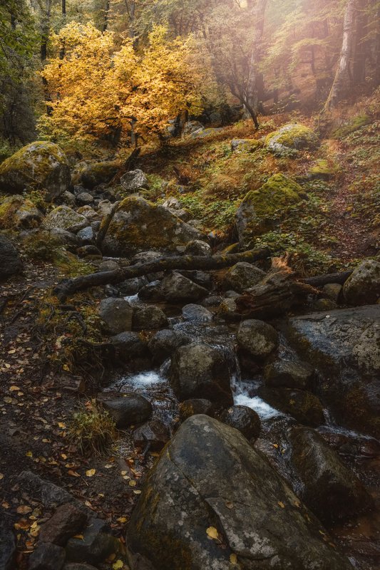 In the wood фото превью