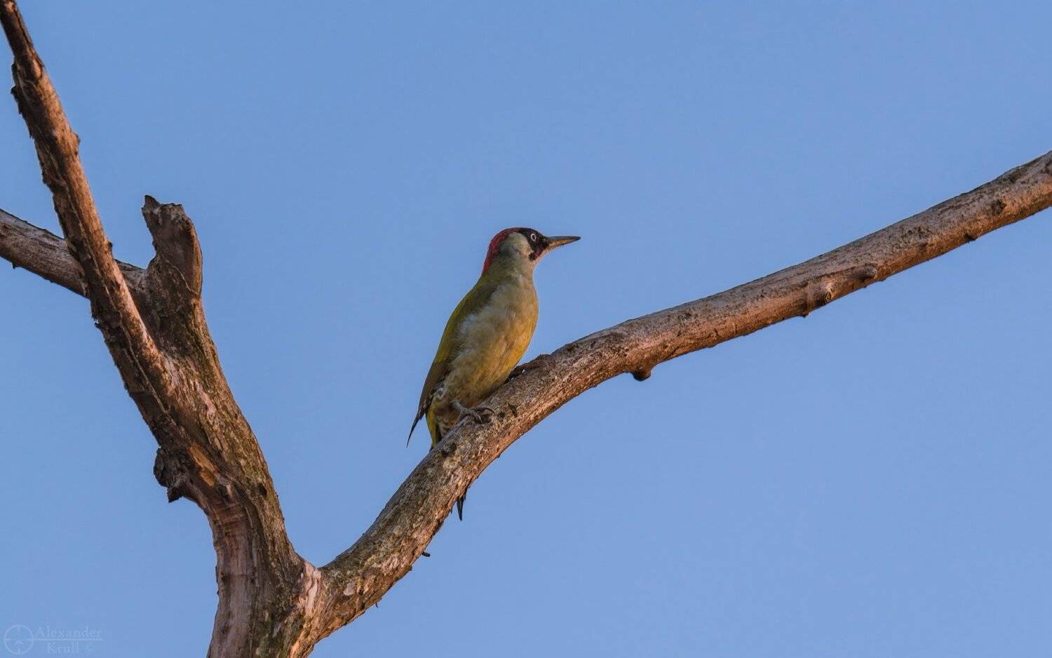 , Александр Круль