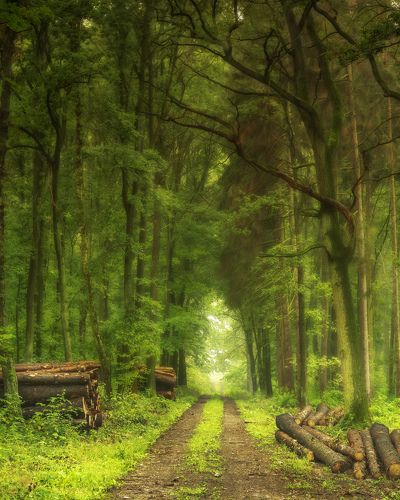 Forest after the rain