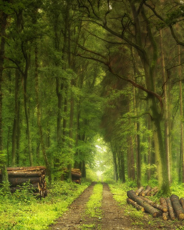 forest, rain, green, trees, autumn Forest after the rain фото превью