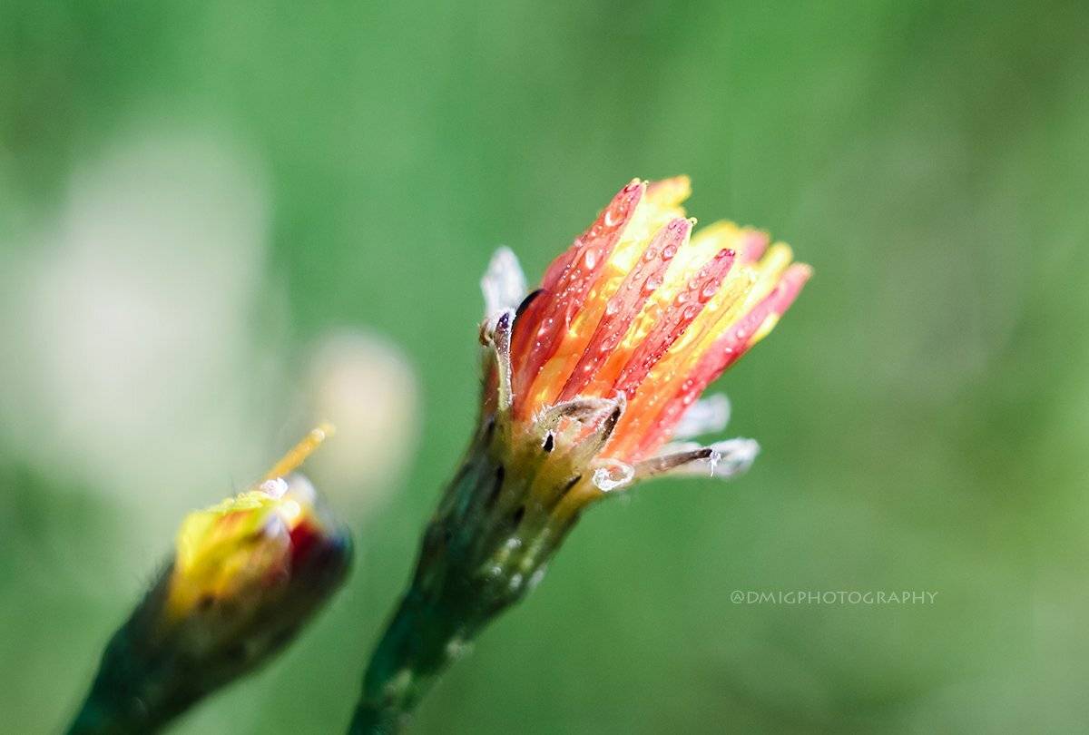 макро, цветы, природа, макромир, макросъёмка, гелиос44_2, осень, солнце, растение, , Дмитрий Гусалов