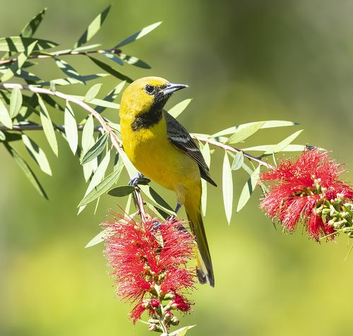 Cадовый цветной трупиал - Orchard Oriole