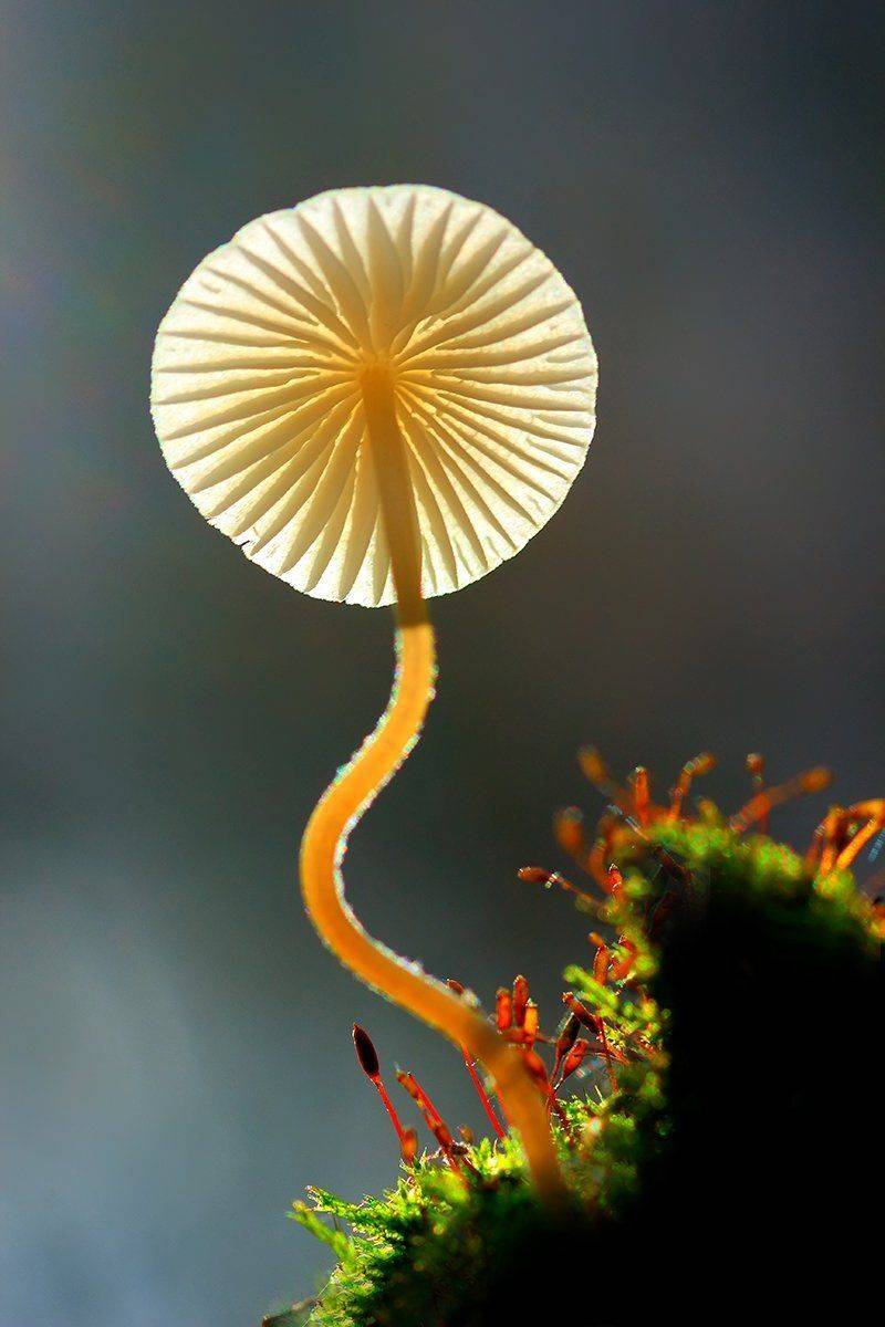 , Галина Горькавая