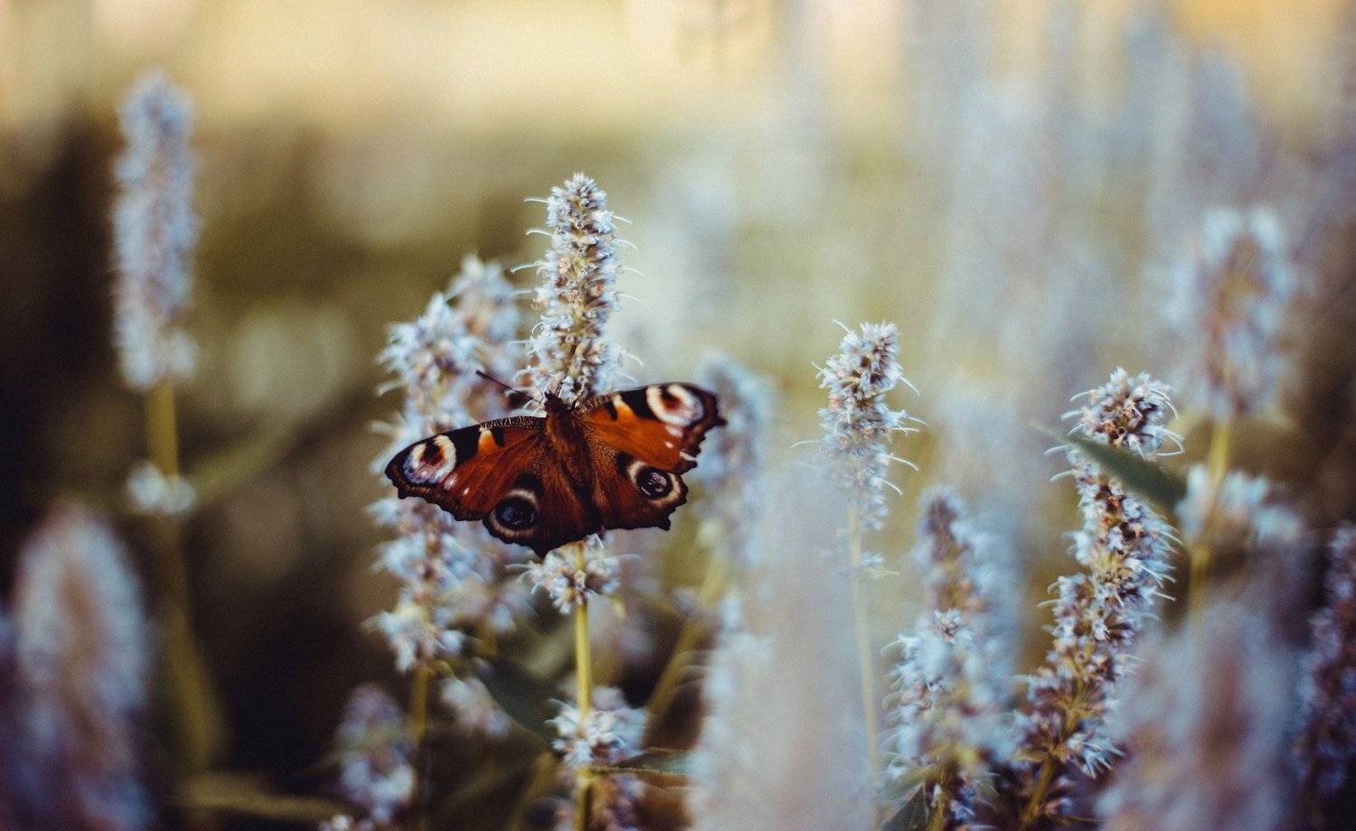 бабочка, природа, цветы, цвет, Москва, фото, портрет, художественная фотография, животные, насекомые, Валерия Тейлор