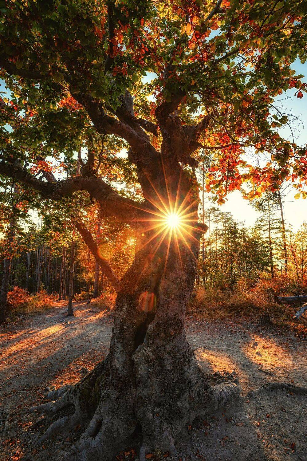 , Костадин Маджаров