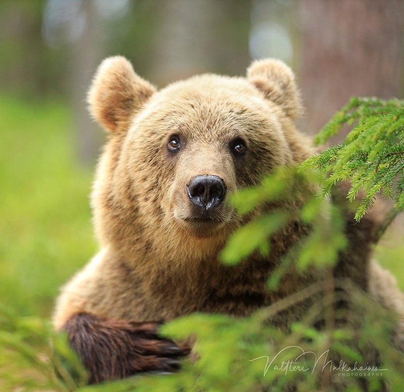Ну не видел я вашего мёда ... фото превью
