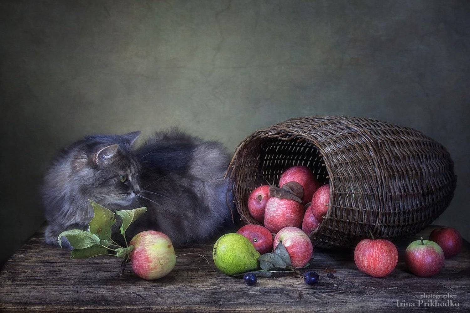 кошка масяня, натюрморт, котонатюрморт, урожай, яблоки, улитка, Ирина Приходько
