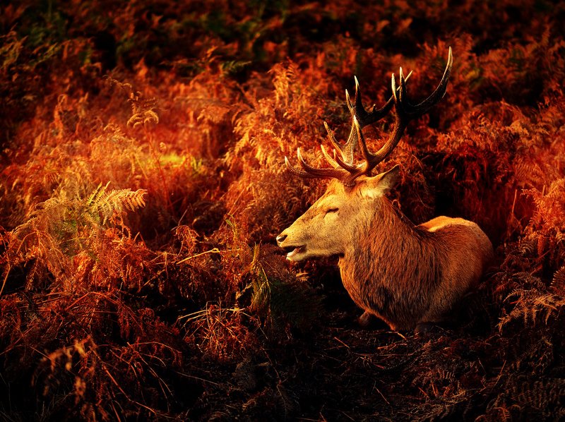 Sleeping Prince фото превью