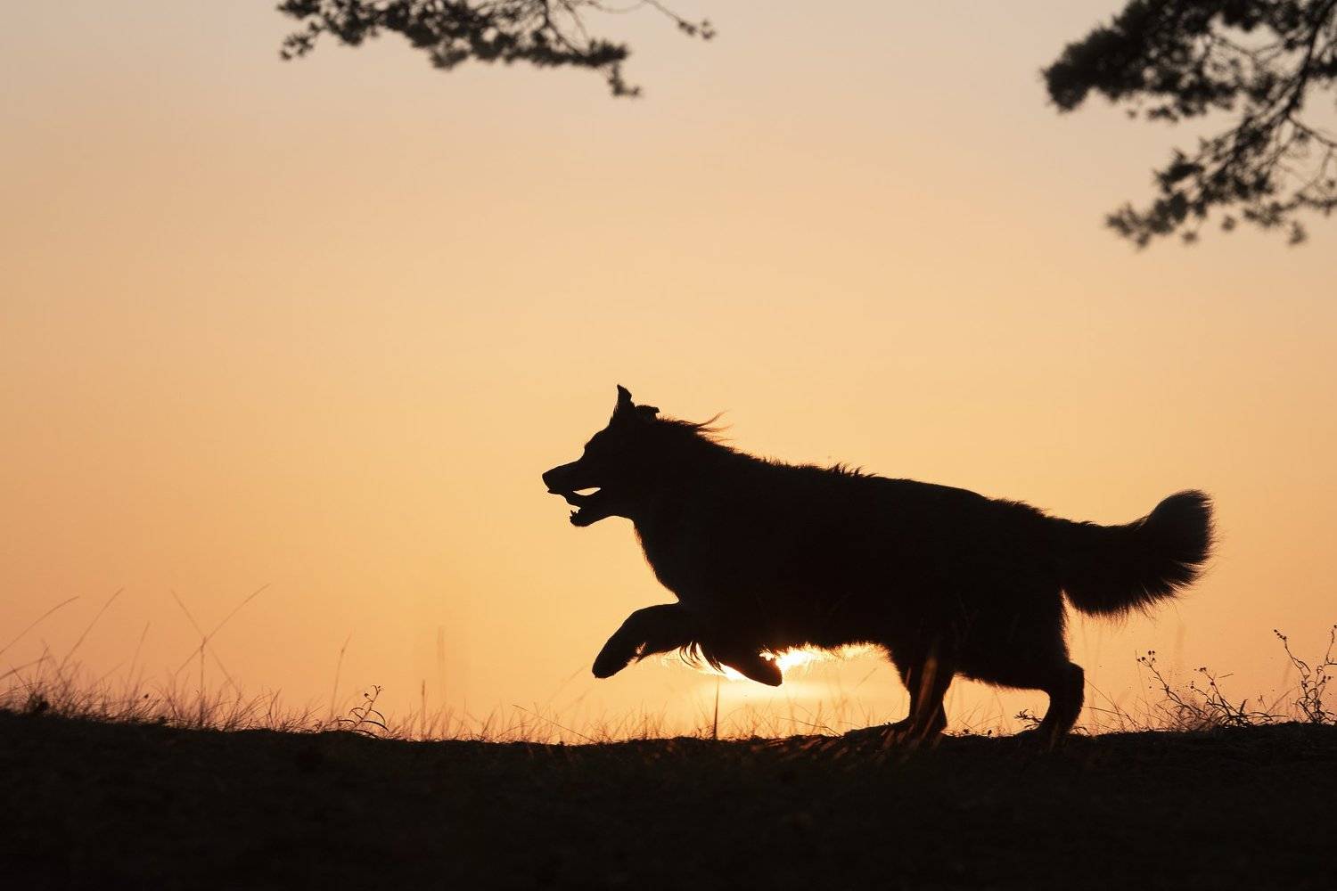 australian shepherd, dog, Karina Saarestik