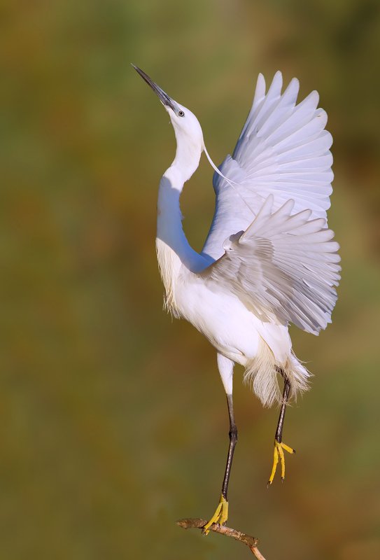 ,-,..-, фото превью