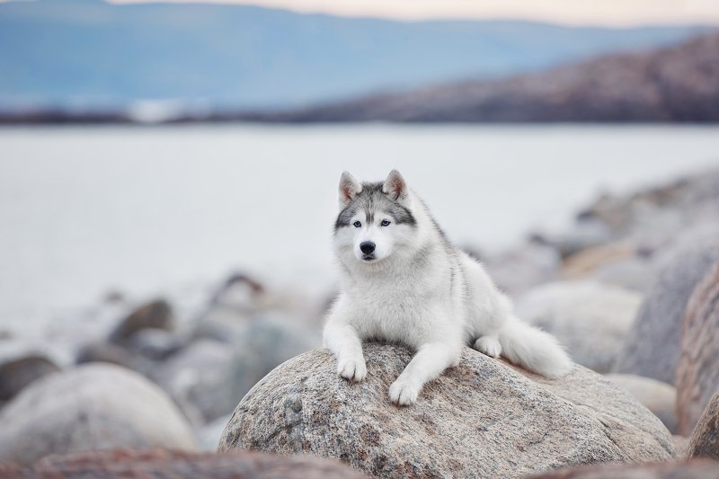 кольский, собаки, Хибины, Куэльпорр, Умба На берегу океана фото превью