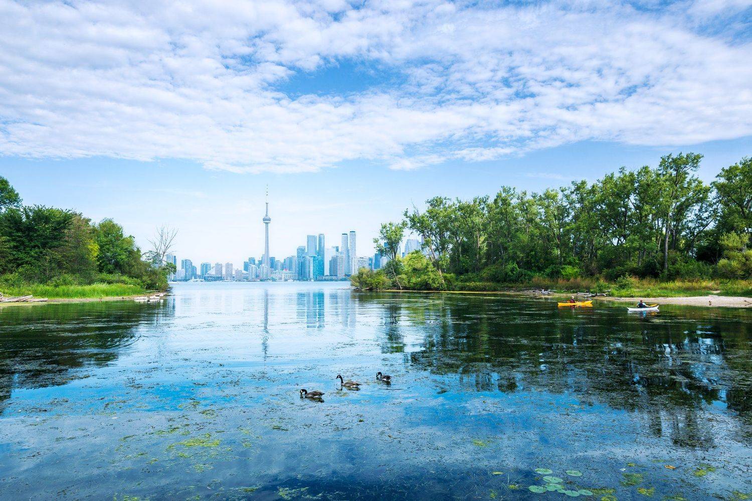 brantaccanadensis ,canada ,toronto ,torontoisland ,canadagoose ,canadiangoose ,kayak ,water ,cntower ,travel ,wardisland ,cityoftoronto ,outdoor ,landscape ,lakeontario ,lake ,nature ,cityandnature ,citypark ,natureescape ,weekendescape ,heavenonearth ,bi, Marko Radovanovic