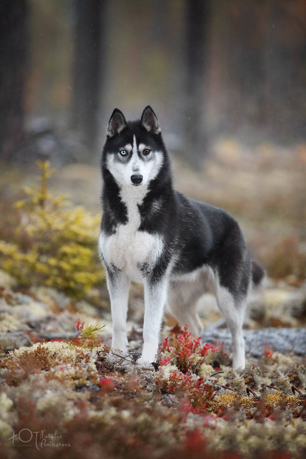 , Наталия Поникарова