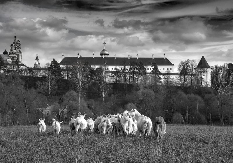 монастырь,осень,козы,россия,подпосковье  Гармония фото превью