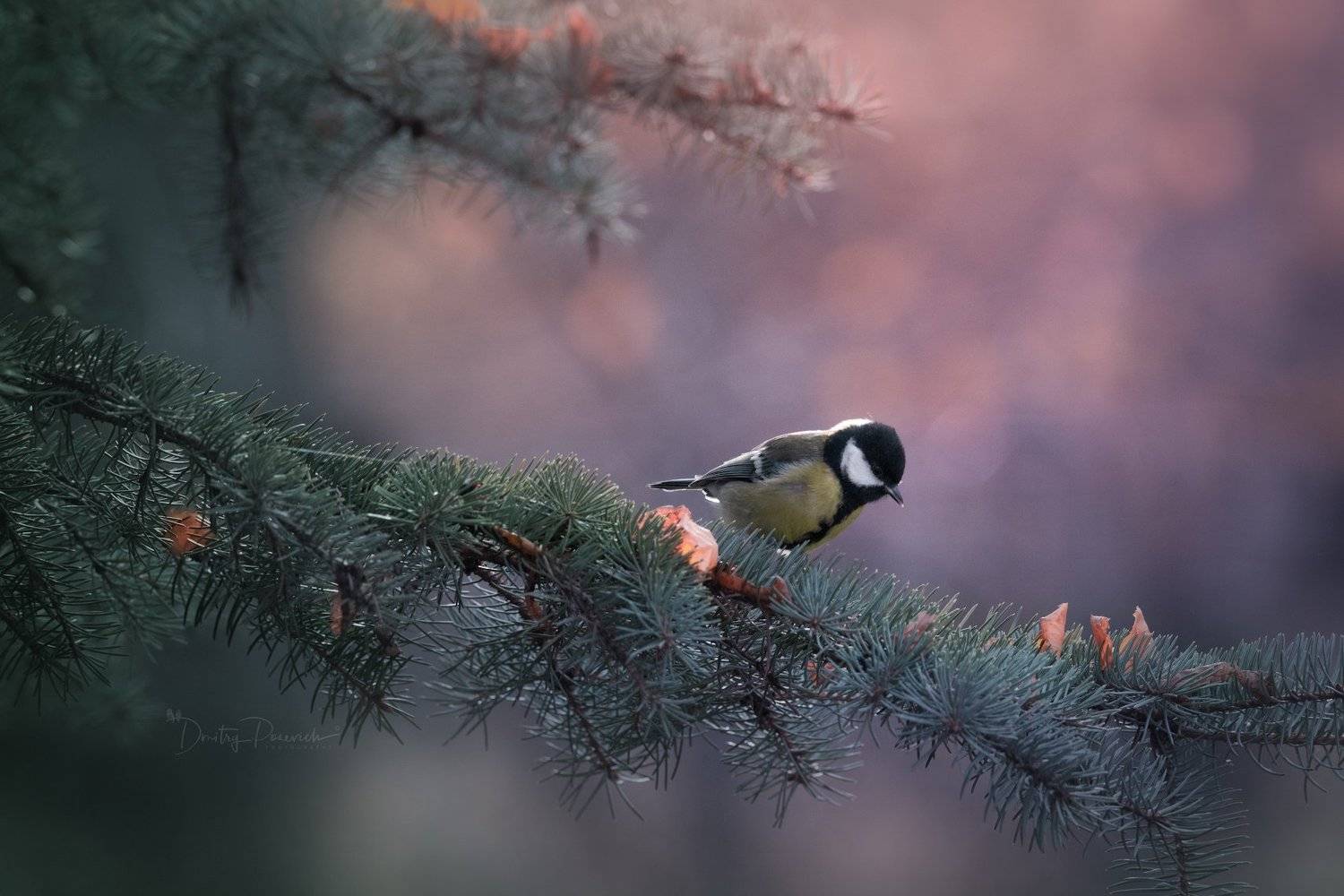 природа, лес, животные, птицы, Дмитрий Посевич