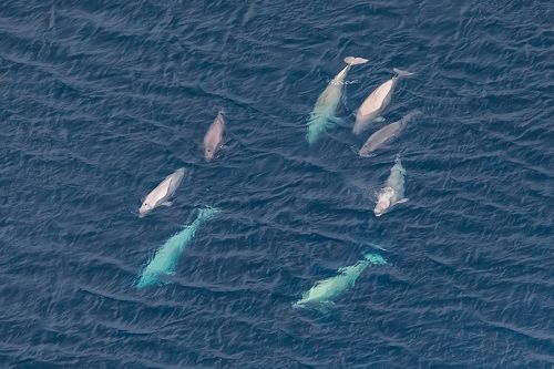 Китовые узоры