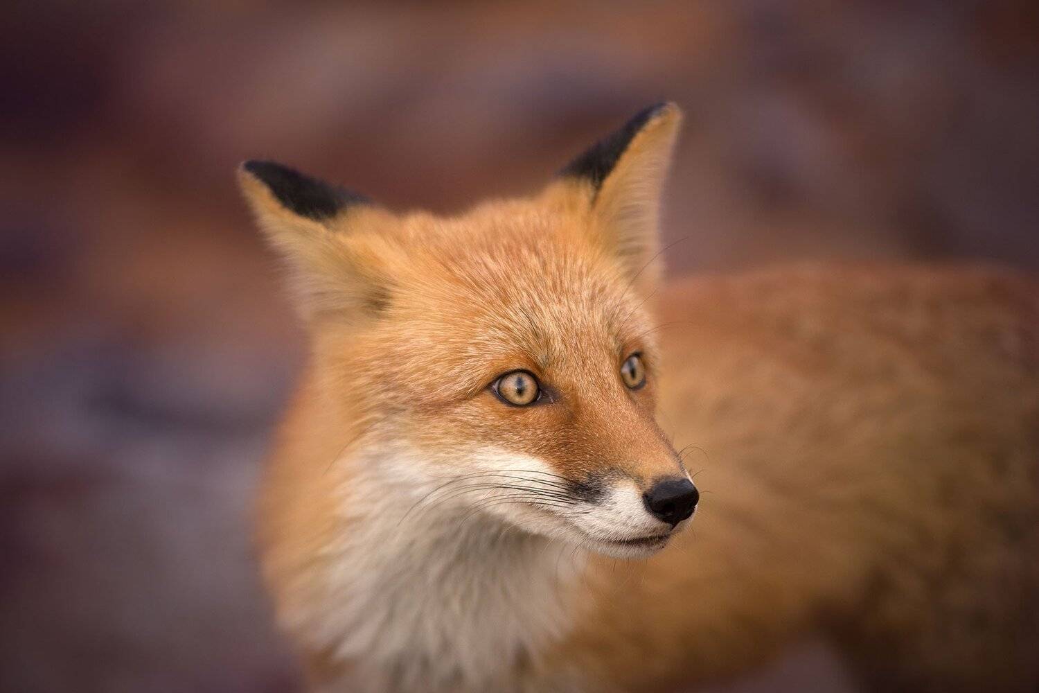 , Артем Удодов