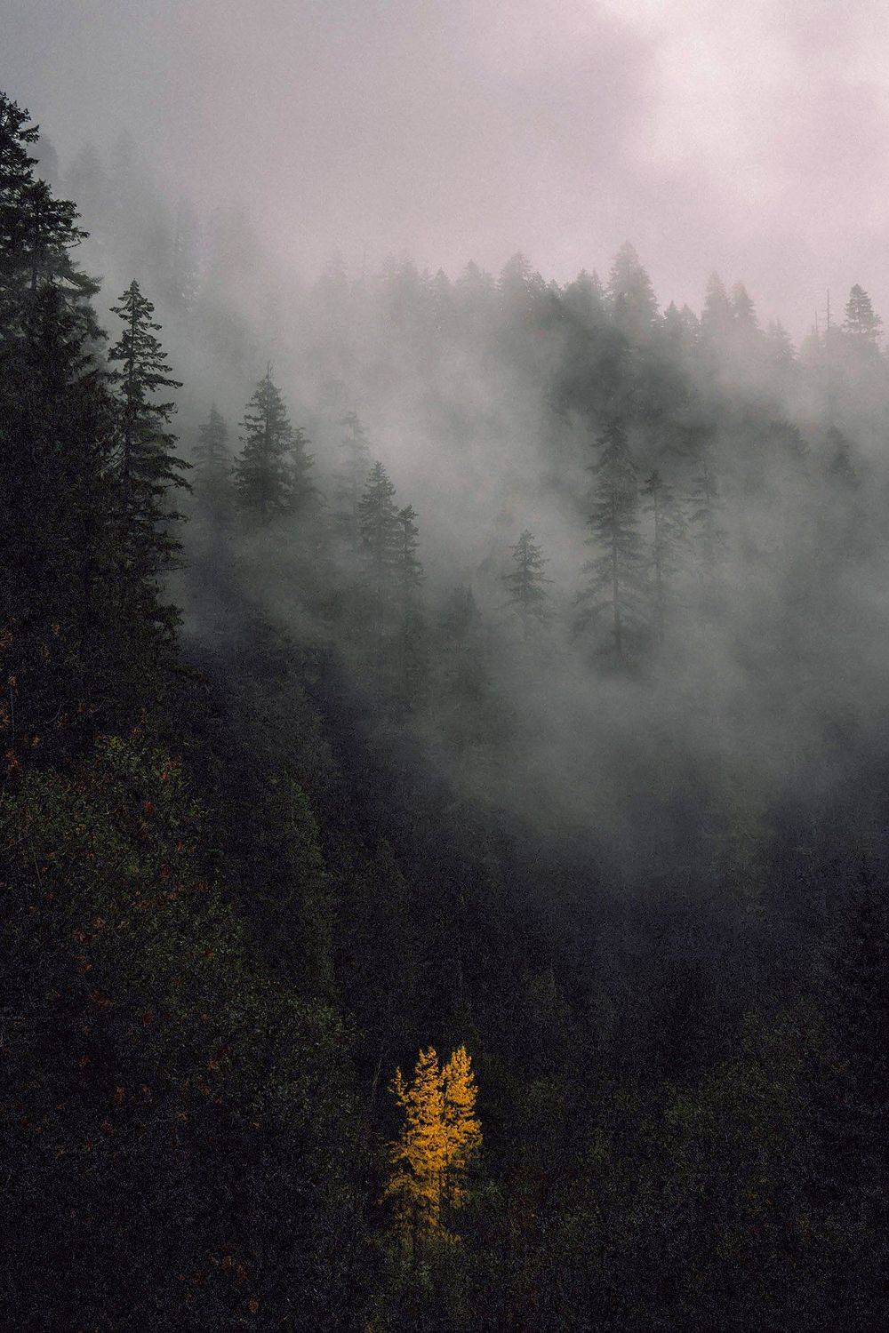 алтай, ледник актру, актру, алтайский край, долина, весна,осень, лиственницы, ледник,ледники, Качурин Алексей