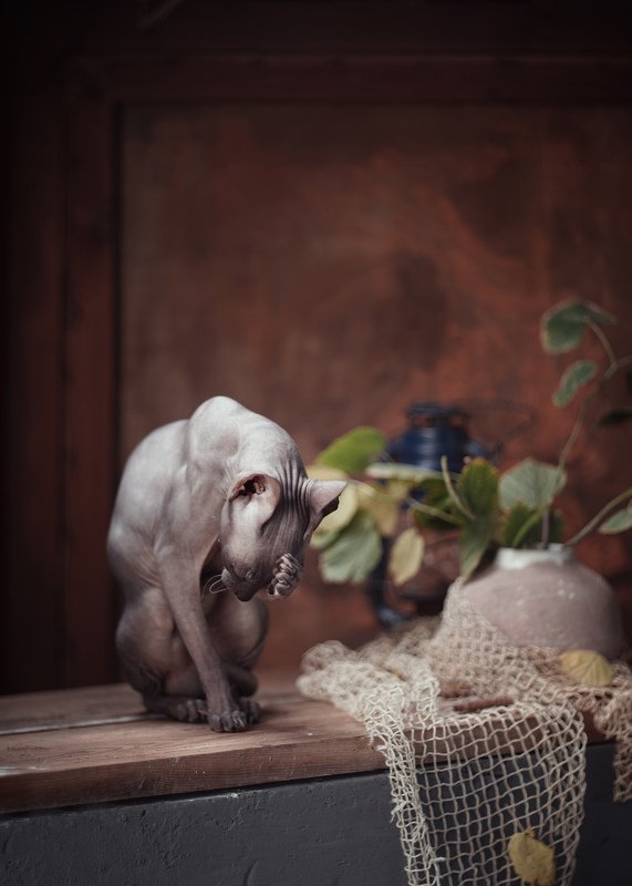 сфинкс кошки домашние животные в натюрморте портрет Осень фото превью