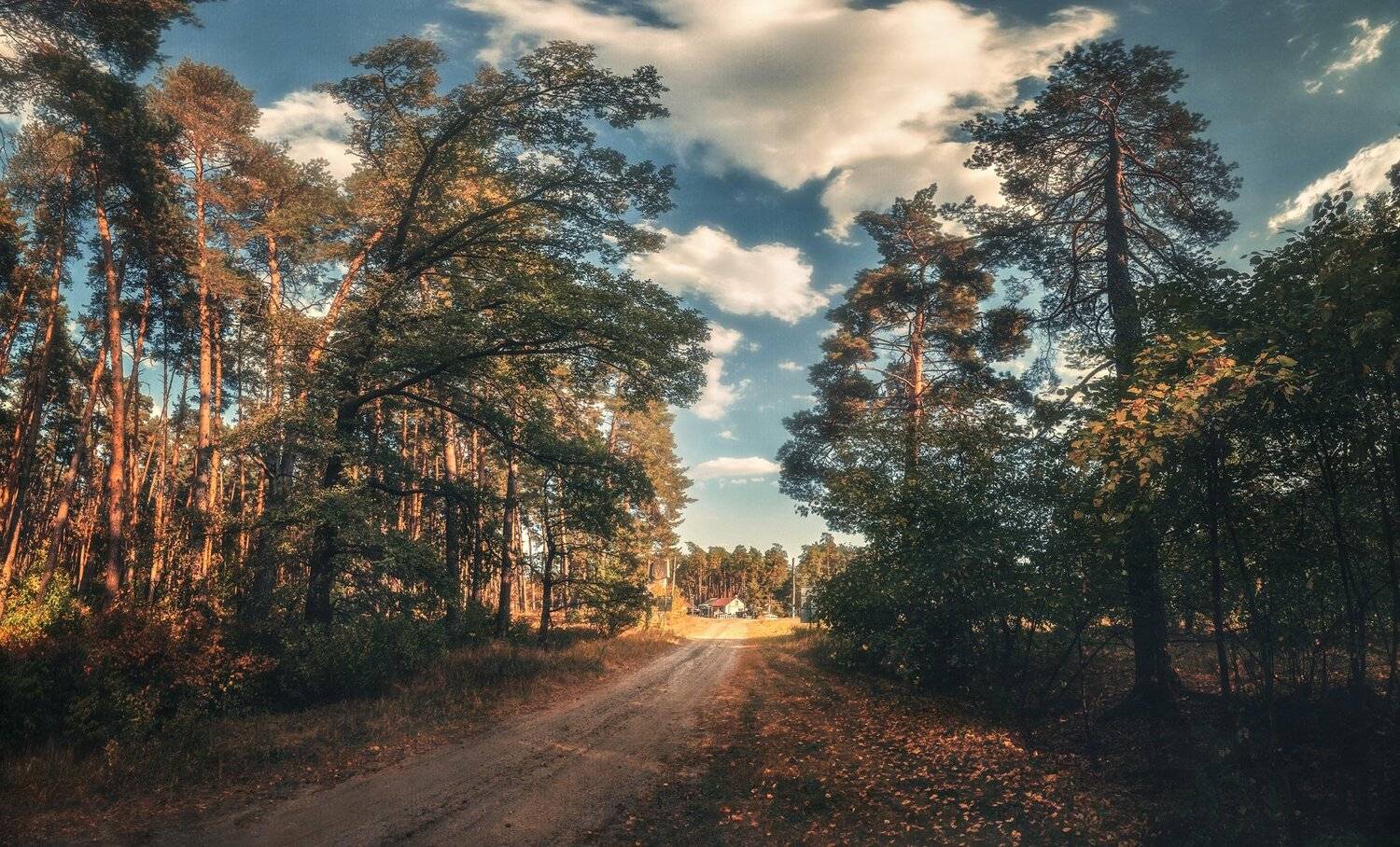 лес, дорога, Андрей Кровлин