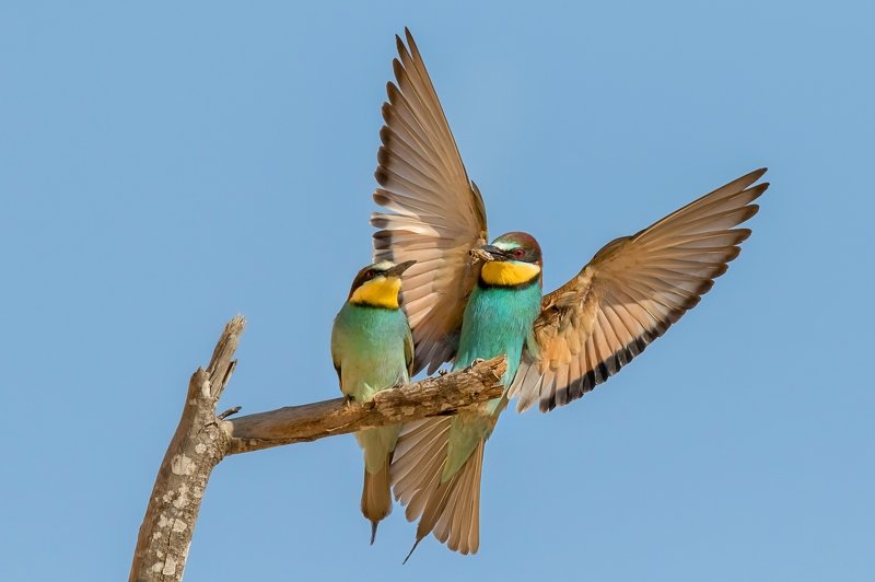 ПётрРогов,фотограф,дикаяприрода,динамика,птицы,орнитология,фотоохота,золотистаящурка,пчелоедка,canon5dmarkiii,canon600mmf4,birds,ornitology,dinamiс,wildnaturephotography,wildnature,Israel,Израиль,wildnaturephotography,wildnature Золотистая щурка  фото превью