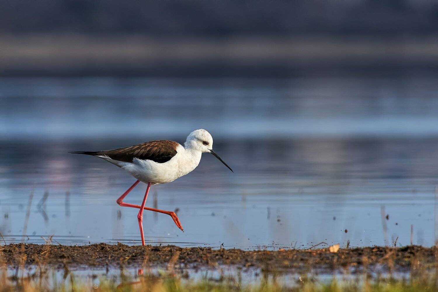 , Калин Ботев