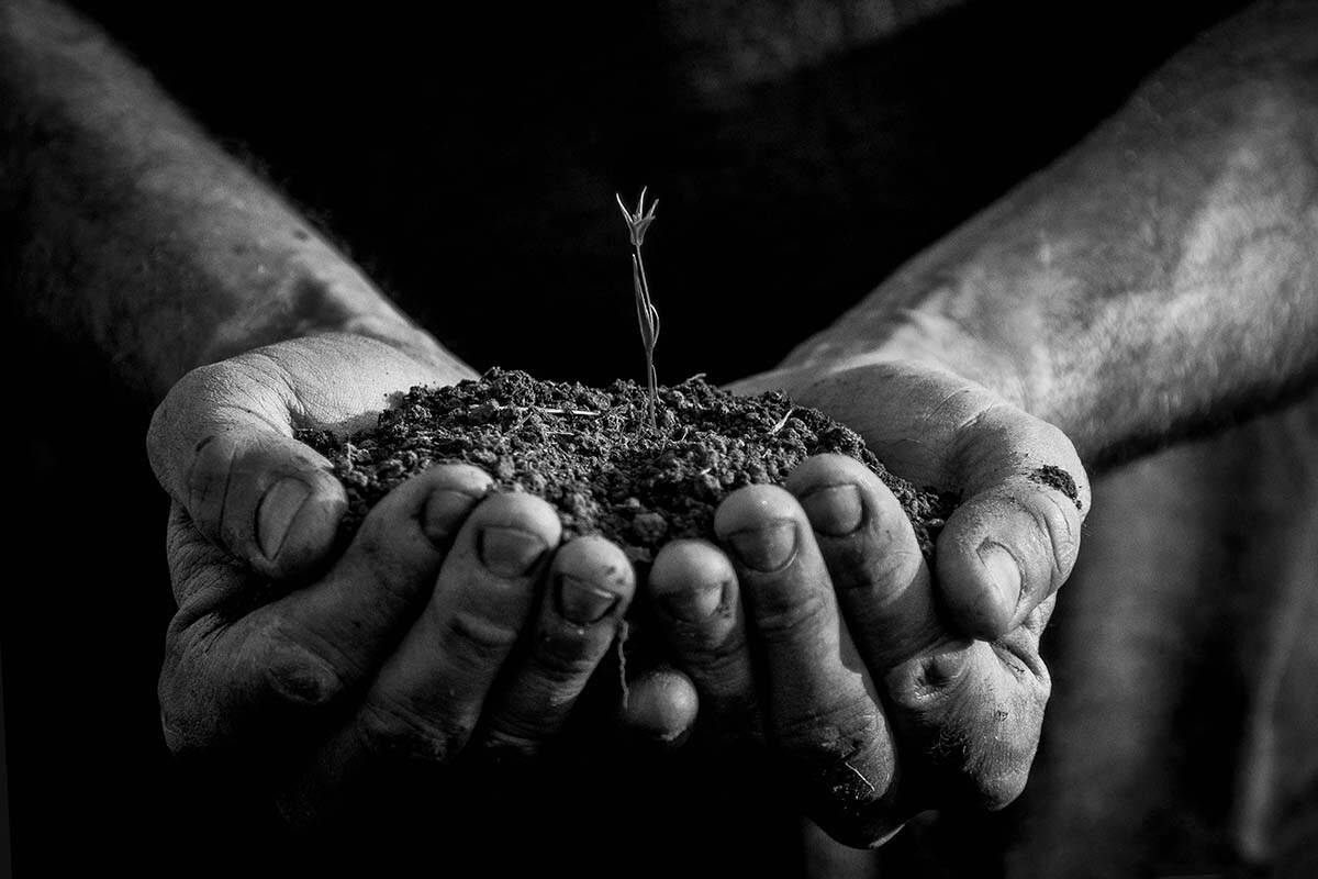 руки, росток, весна, земля, чб, зоя малхова, зоя жидкова, Зоя Малхова