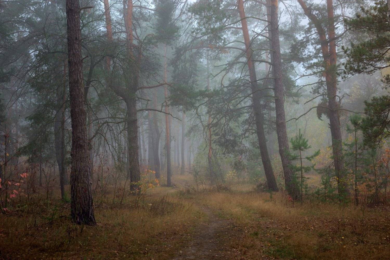лес, осень, октябрь, утро, рассвет, туман, Галанзовская Оксана