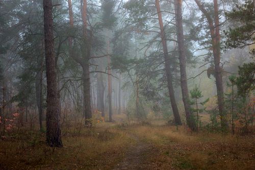 Утро в сосновом бору