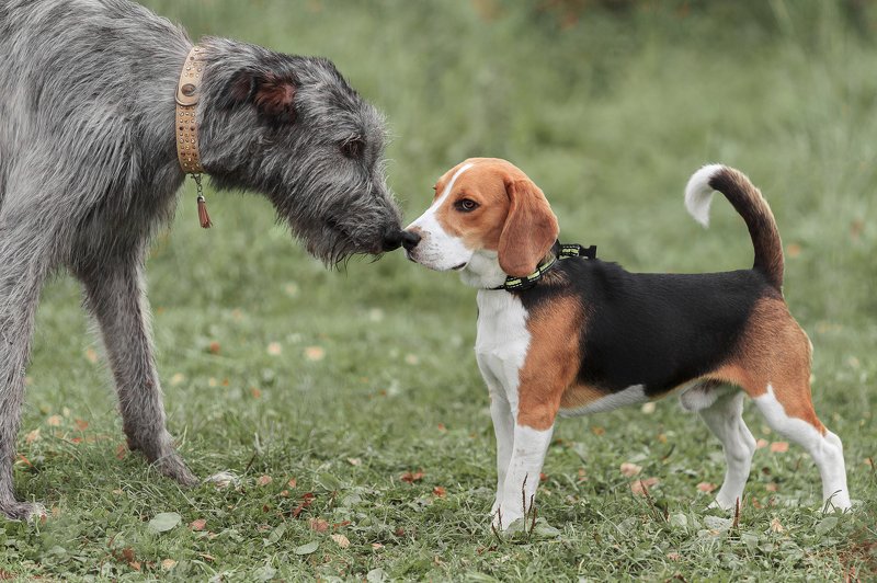 Ирландский волкодав, бигль Ирландский волкодав и бигль фото превью